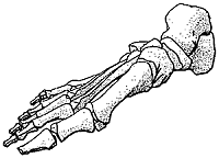 Stippling